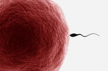 2. Schwangerschaftswoche